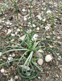 Crocus pallasii