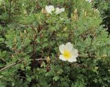 Rosa spinosissima