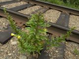 Oenothera rubricaulis