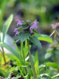 Lamium purpureum