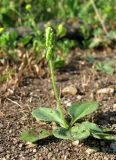 Plantago major