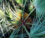 Chamaerops humilis. Розетка листьев с соплодиями. Хорватия, Приморье - Горски Котар, г. Опатия, дендропарк. 07.09.2012.