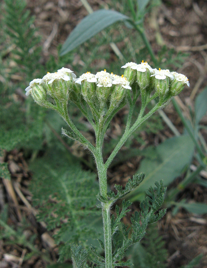 Изображение особи Achillea nobilis.