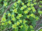 Chrysosplenium alternifolium