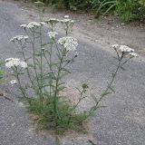 Achillea millefolium. Цветущее растение на заасфальтированном тротуаре. Санкт-Петербург, Старый Петергоф. 04.08.2007.