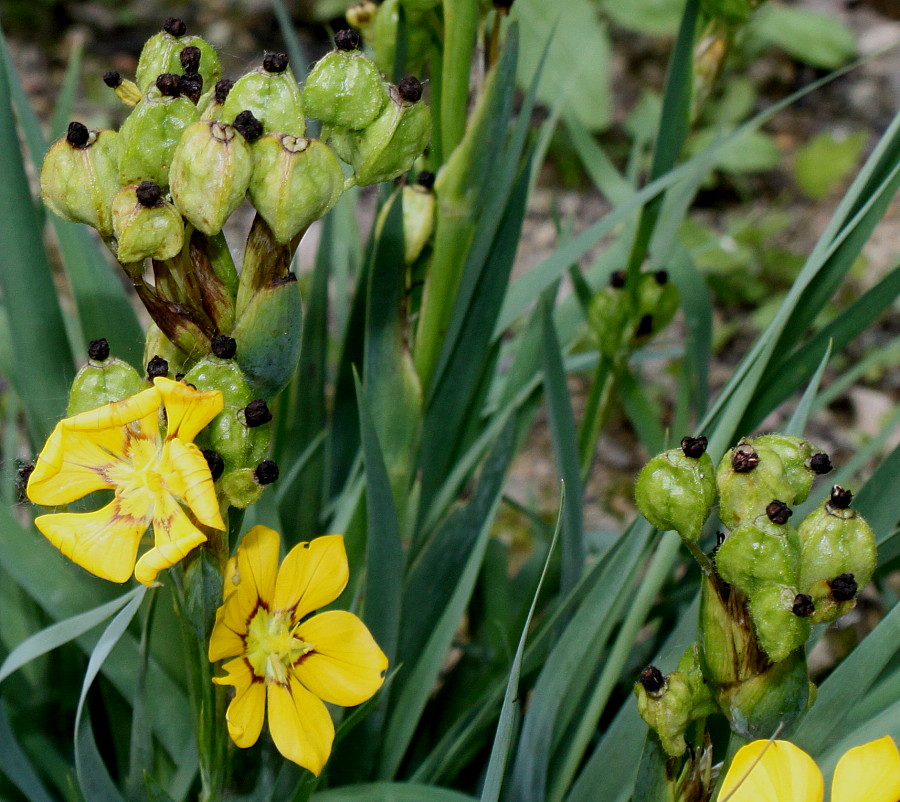 Изображение особи Sisyrinchium macrocarpum.