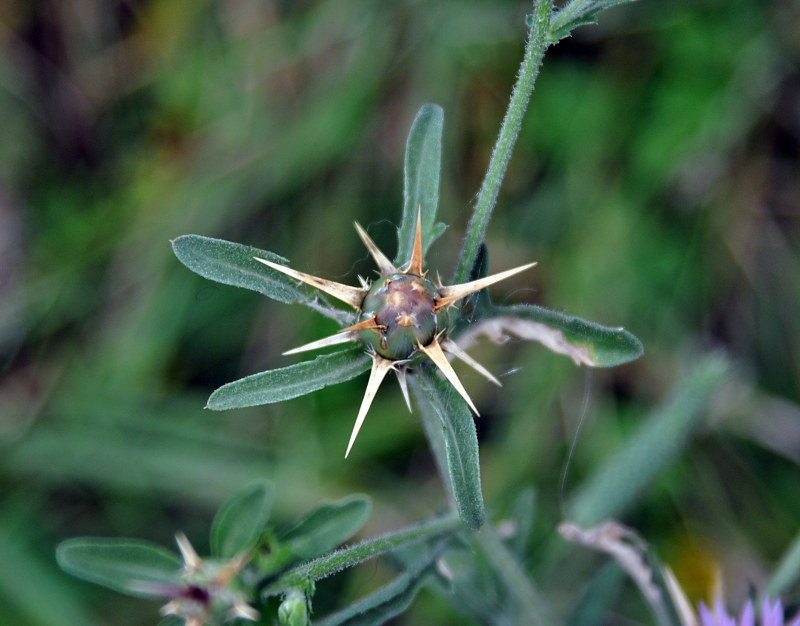 Изображение особи Centaurea iberica.