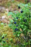 Vaccinium myrtillus. Побеги с плодами. Республика Коми, Печоро-Илычский заповедник, долина реки Ыджыд-Ляга. 17.08.2014.