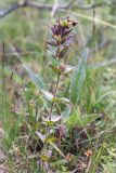 Bartsia alpina