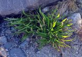 Plantago maritima