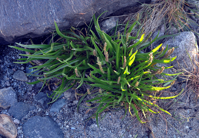 Изображение особи Plantago maritima.