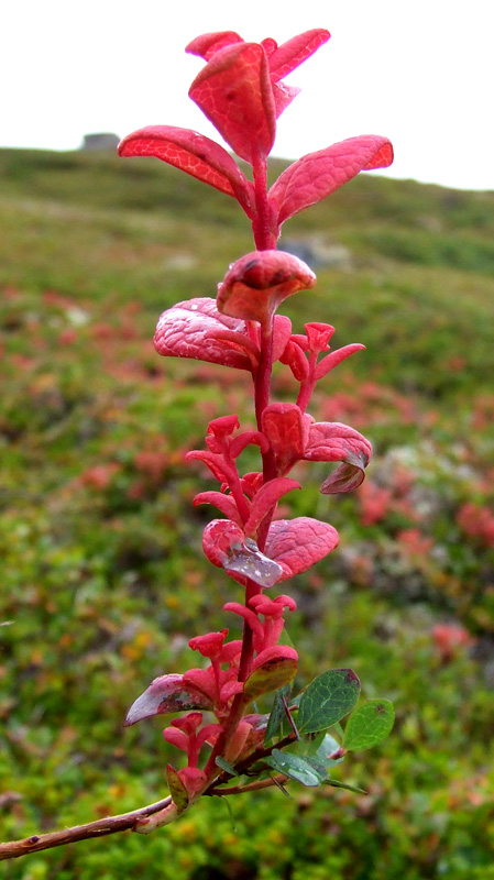 Изображение особи Vaccinium uliginosum ssp. microphyllum.