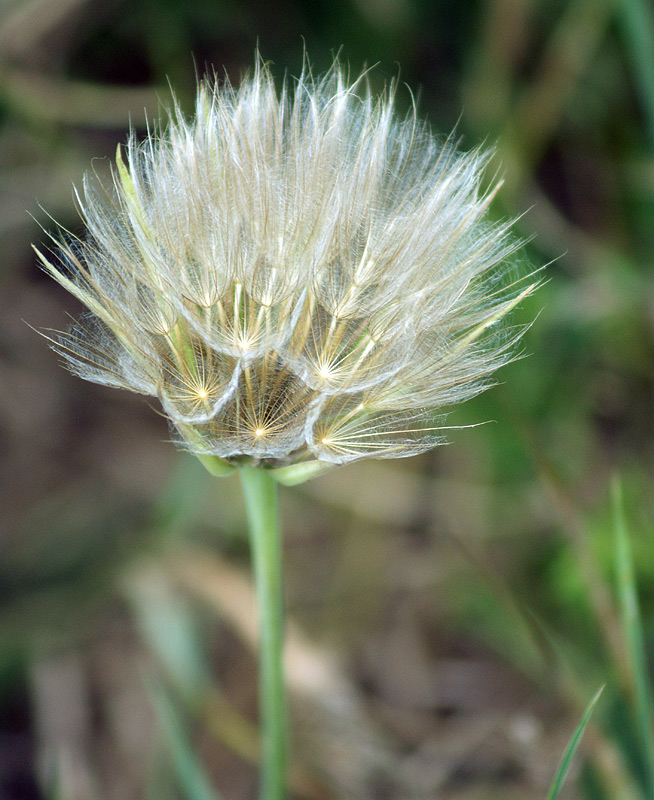 Изображение особи род Tragopogon.