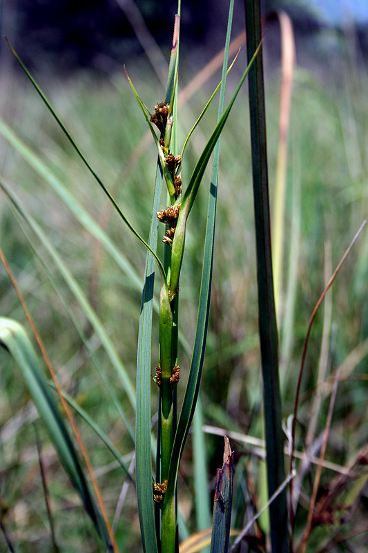 Изображение особи Cladium mariscus.