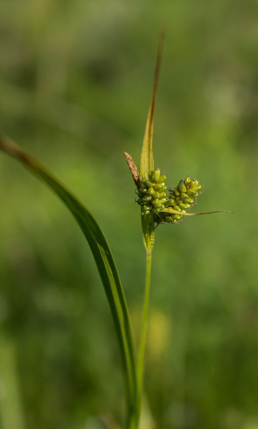 Изображение особи Carex pallescens.