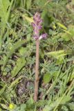 Orobanche pubescens