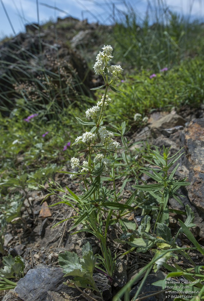 Изображение особи Galium boreale.