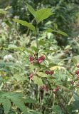 Euonymus europaeus