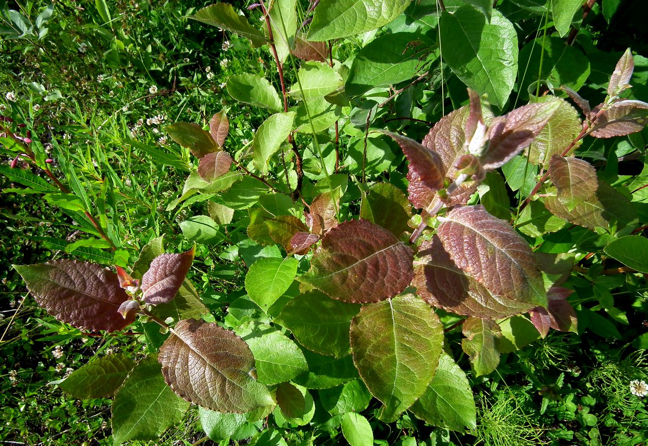 Image of Salix caprea specimen.