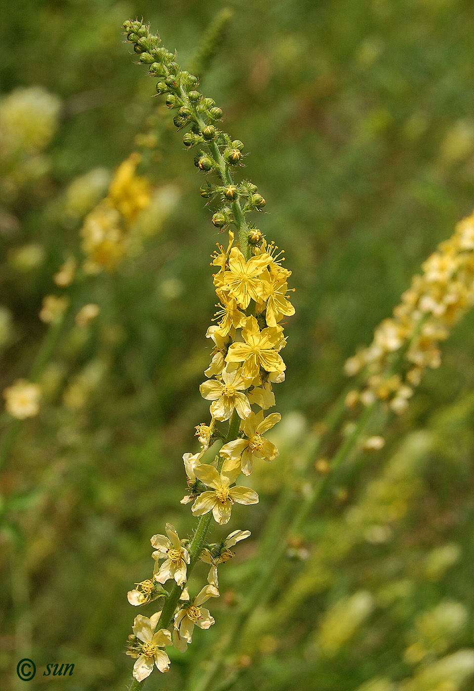 Изображение особи Agrimonia eupatoria ssp. grandis.