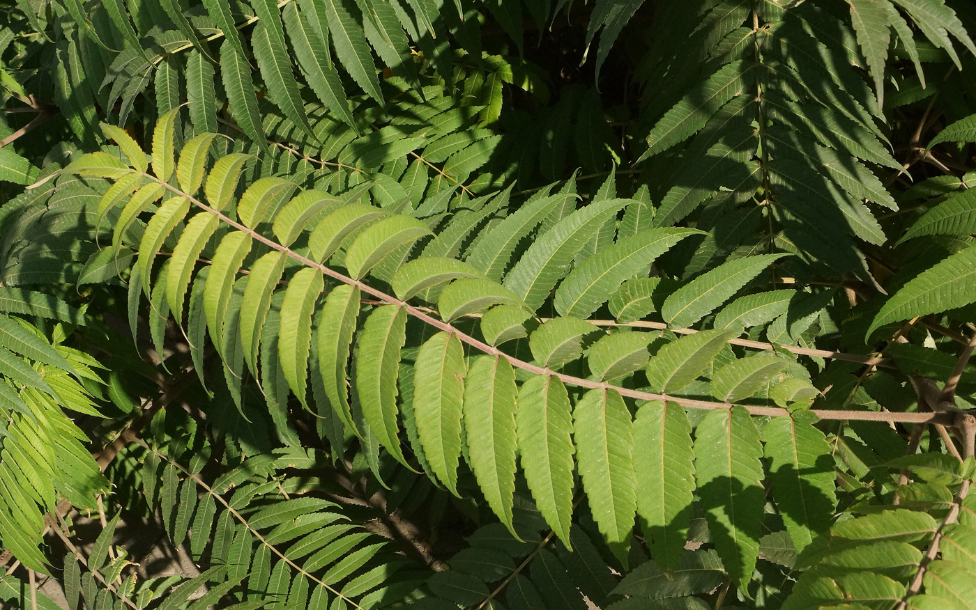 Изображение особи Rhus typhina.