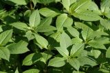 Impatiens glandulifera