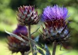 Cynara scolymus