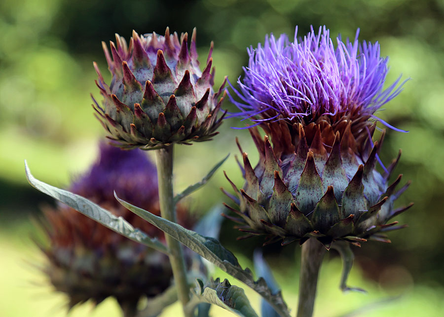 Изображение особи Cynara scolymus.