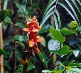 genus Hedychium. Остатки плодов. Малайзия, о. Борнео, хр. Крокер Рендж, джунгли. Октябрь 2004 г.
