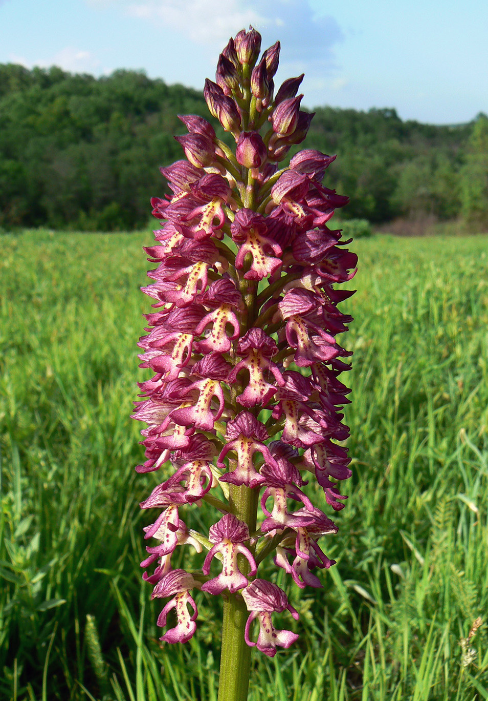 Изображение особи Orchis &times; wulffiana nothosubsp. suckowii.