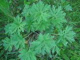 Geranium pratense