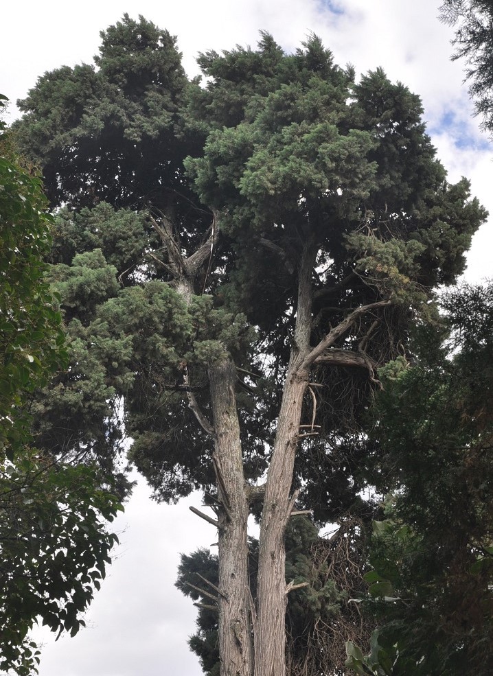 Image of Juniperus chinensis specimen.