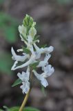 Corydalis marschalliana. Соцветие. Азербайджан, окр. г. Куба (Губа), лесопарк. 6 апреля 2017 г.