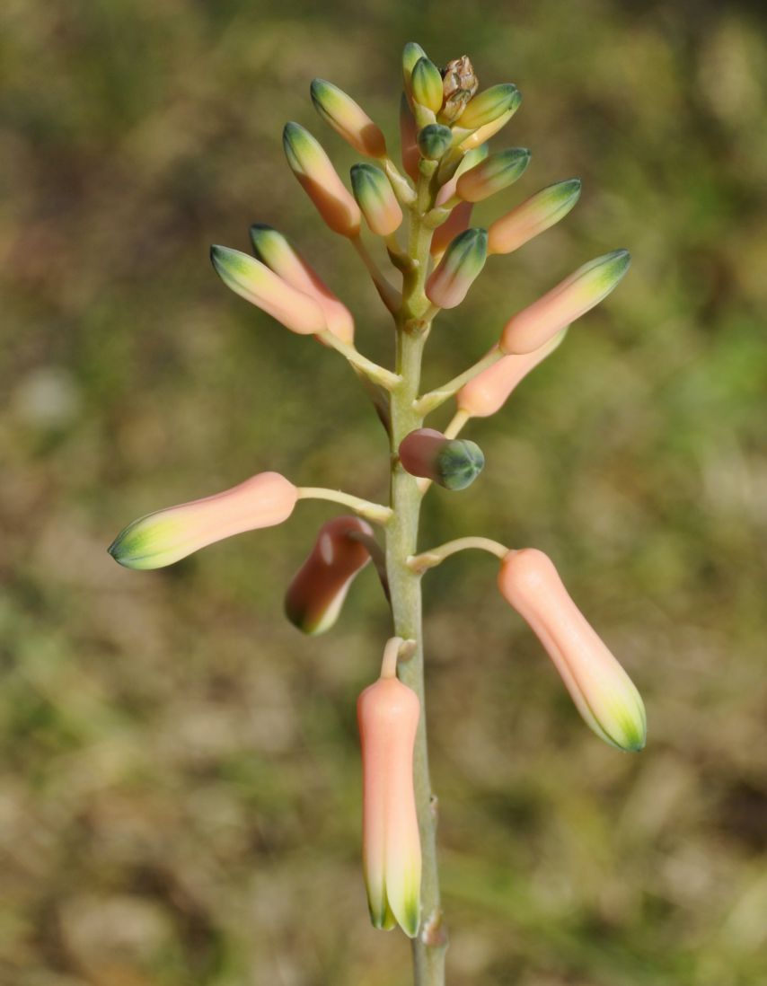 Изображение особи Aloe juvenna.