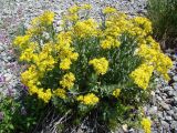 Senecio racemulifer