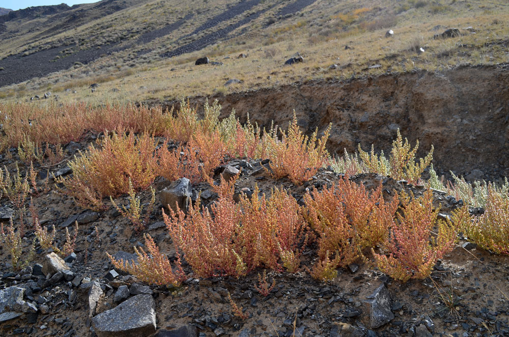 Изображение особи Halogeton glomeratus.