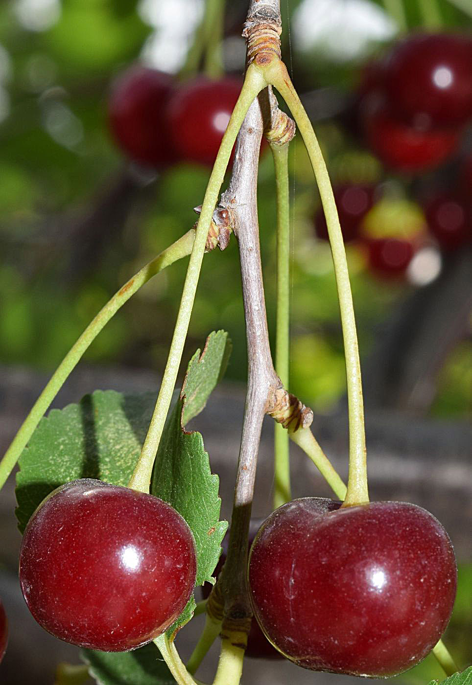 Изображение особи Cerasus vulgaris.