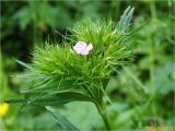 Dianthus compactus. Соцветие в состоянии бутонизации и начала цветения. Украина, Львовская обл., Сколевский р-н, национальный природный парк \"Сколевские Бескиды\", окр. с. Каменка, горный луг. 11.06.2018.