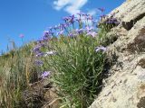 Campanula alberti