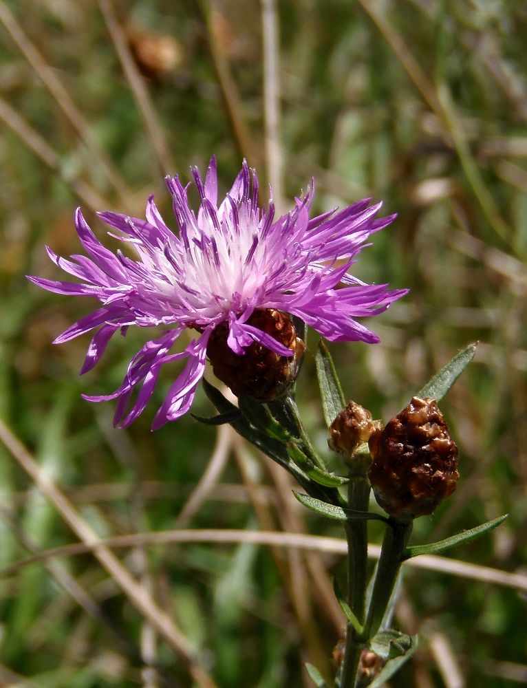 Изображение особи Centaurea jacea ssp. substituta.