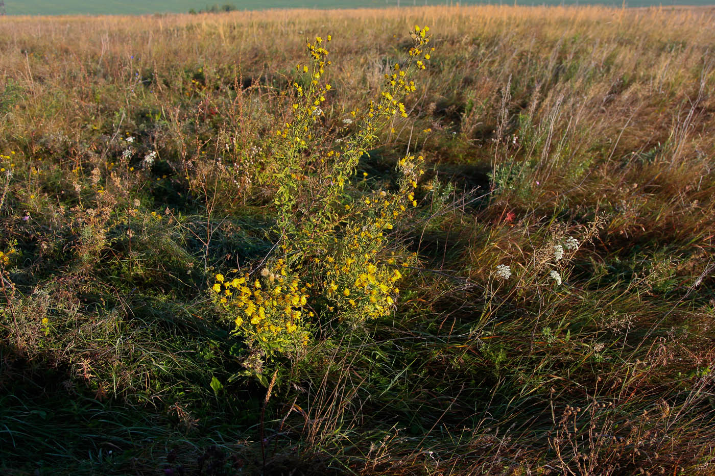 Изображение особи Hieracium umbellatum.