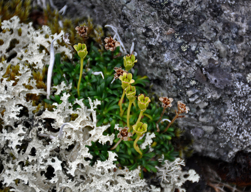 Изображение особи Diapensia lapponica.