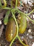 Cucumis sativus. Плоды и стебли. Томск, городская свалка. 14.09.2014.