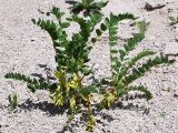 Astragalus tschimganicus