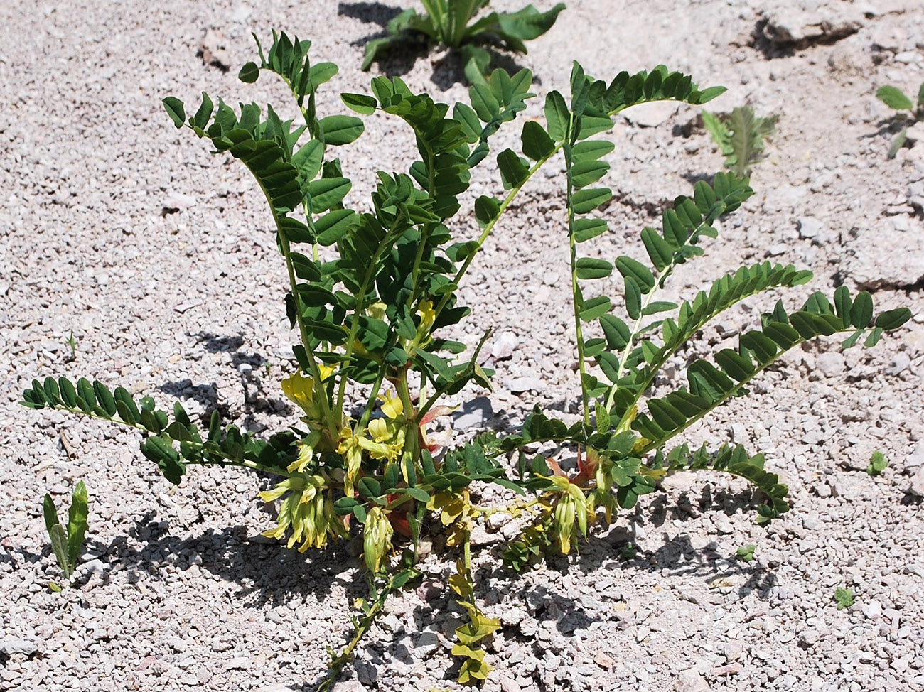 Изображение особи Astragalus tschimganicus.