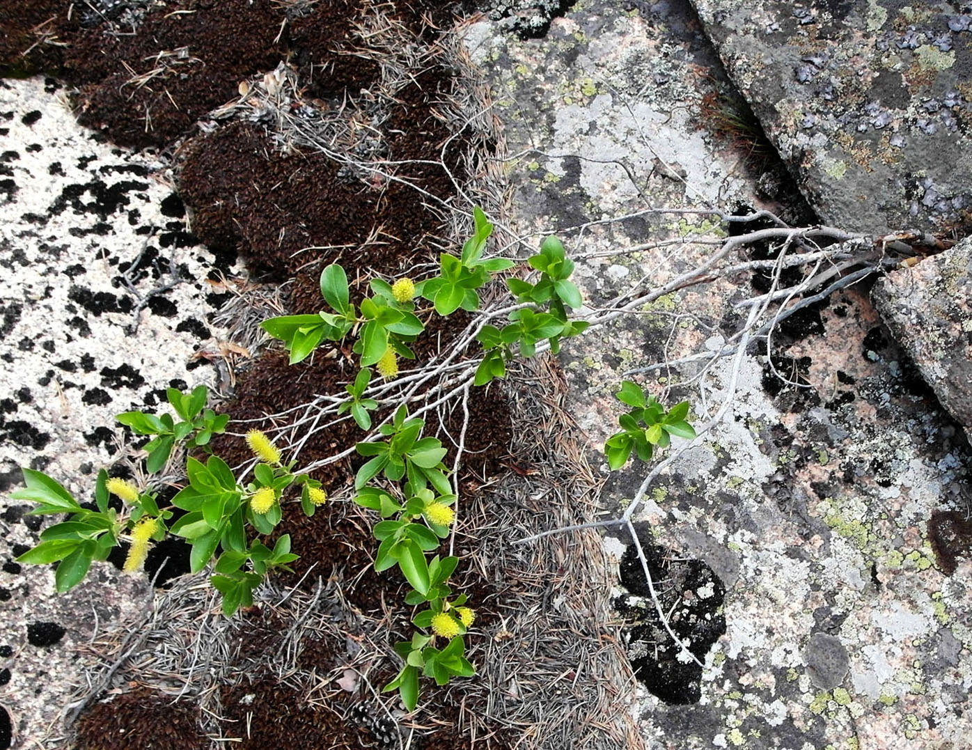 Изображение особи Salix pentandra.