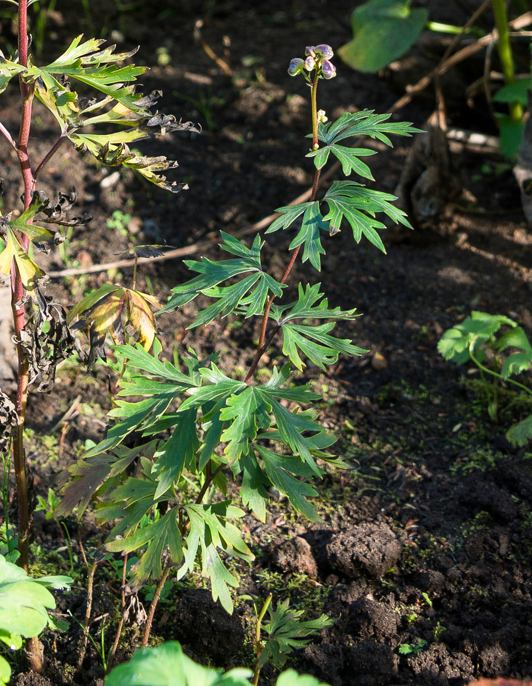 Изображение особи род Aconitum.