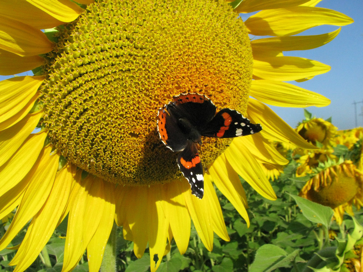 Изображение особи Helianthus annuus.