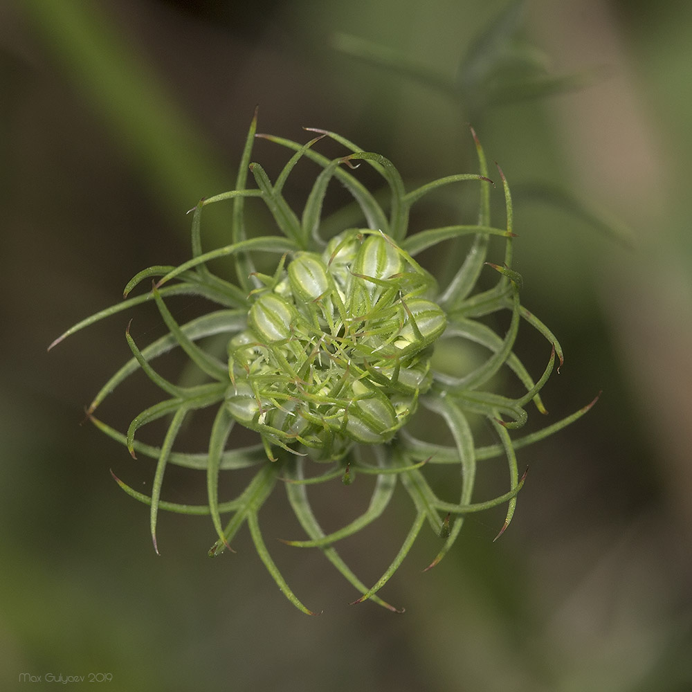 Image of Daucus carota specimen.