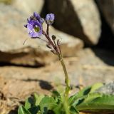 Veronica gentianoides